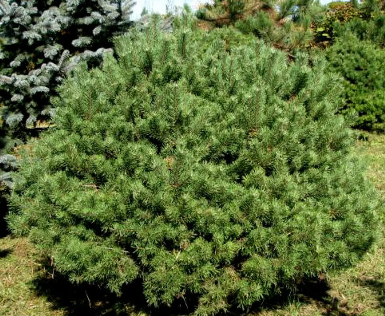 Pinus Sylvestris beuvronensis. Сосна обыкновенная beuvronensis. Сосна Глоуб. Pinus Sylvestris 'argentea'. Хвойные недорого