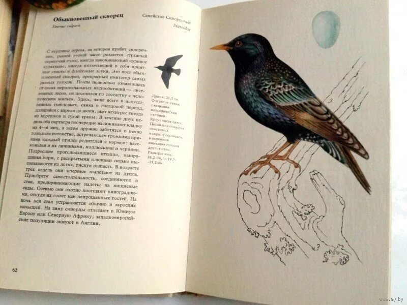 даннок птица. птицы живущие на кубани. птицы садов и полей. птицы в саду. птицы садов и полей.