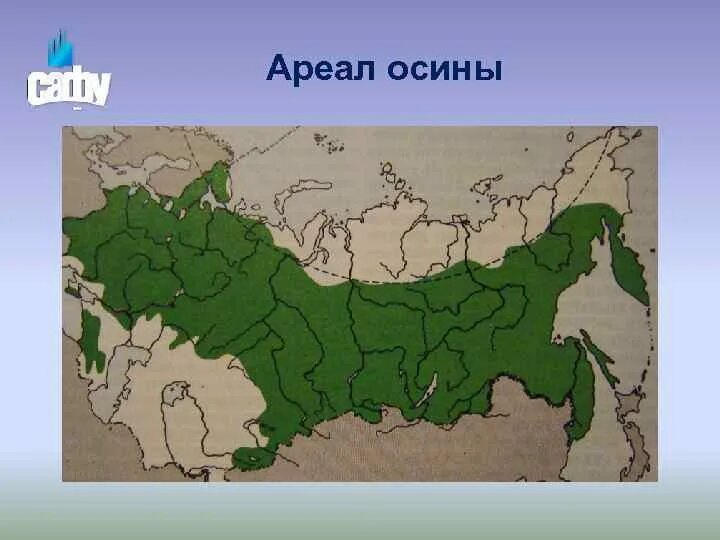Ареал распространения осины. Дуб ареал распространения. Ареал распространения тополя. Ареал осины в России.