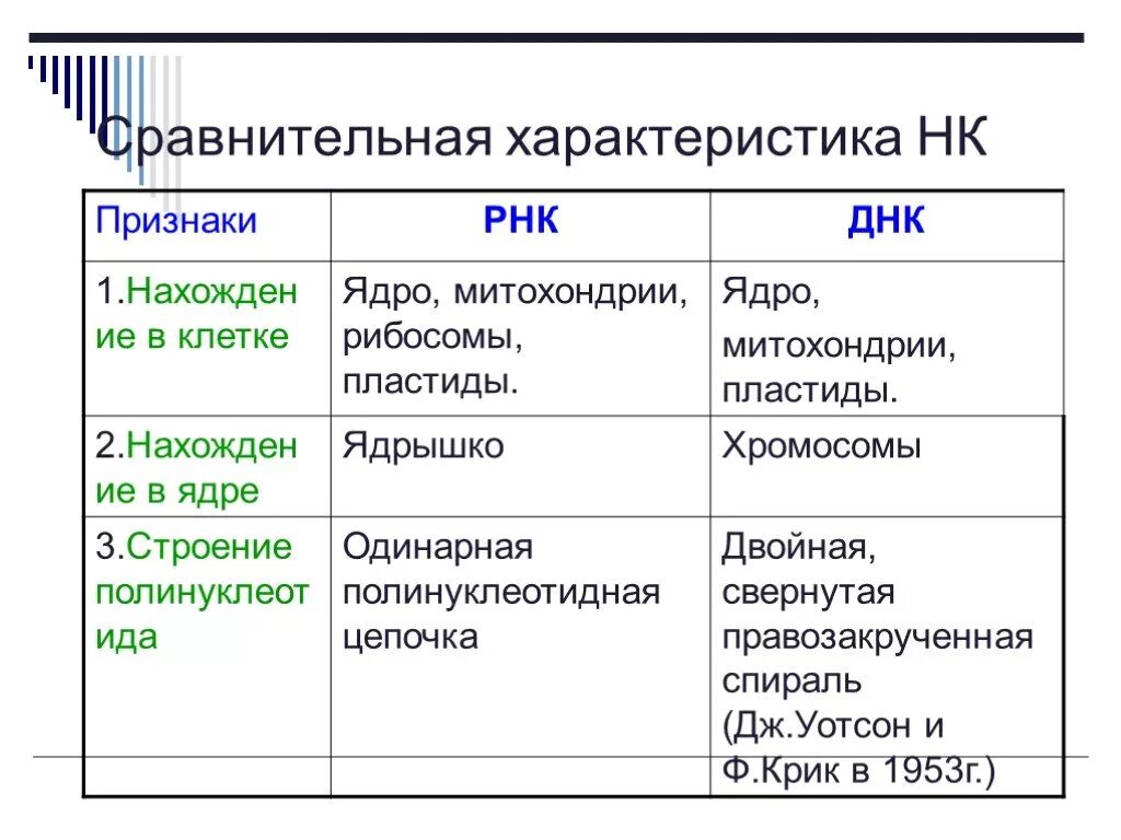 10 5 клеток днк. Строение нуклеотида ДНК И РНК таблица. Признаки ДНК И РНК таблица. Состав нуклеотида ДНК И РНК таблица. Таблица сравнительная характеристика ДНК И РНК строение нуклеотида.