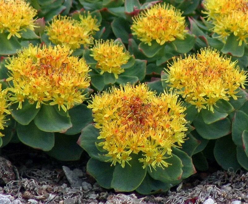 Родиола розовая лечебные свойства и противопоказания цена. Родиола розовая Rhodiola rosea. Родиола Сахалинская. Растение родиола розовая (золотой корень). Радиола розовая цветение.