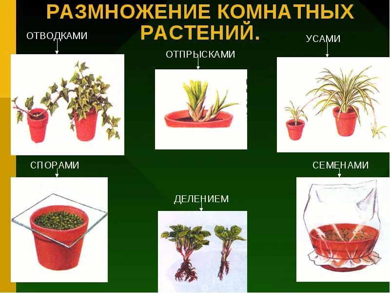 Как размножаются комнатные цветы. Размножение комнатных растений. Способы размножения комнатных растений. Способы черенкования комнатных растений. Отводки комнатных растений.