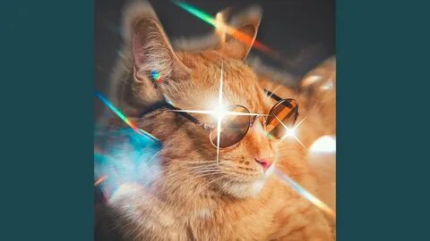 Симба котик мяу