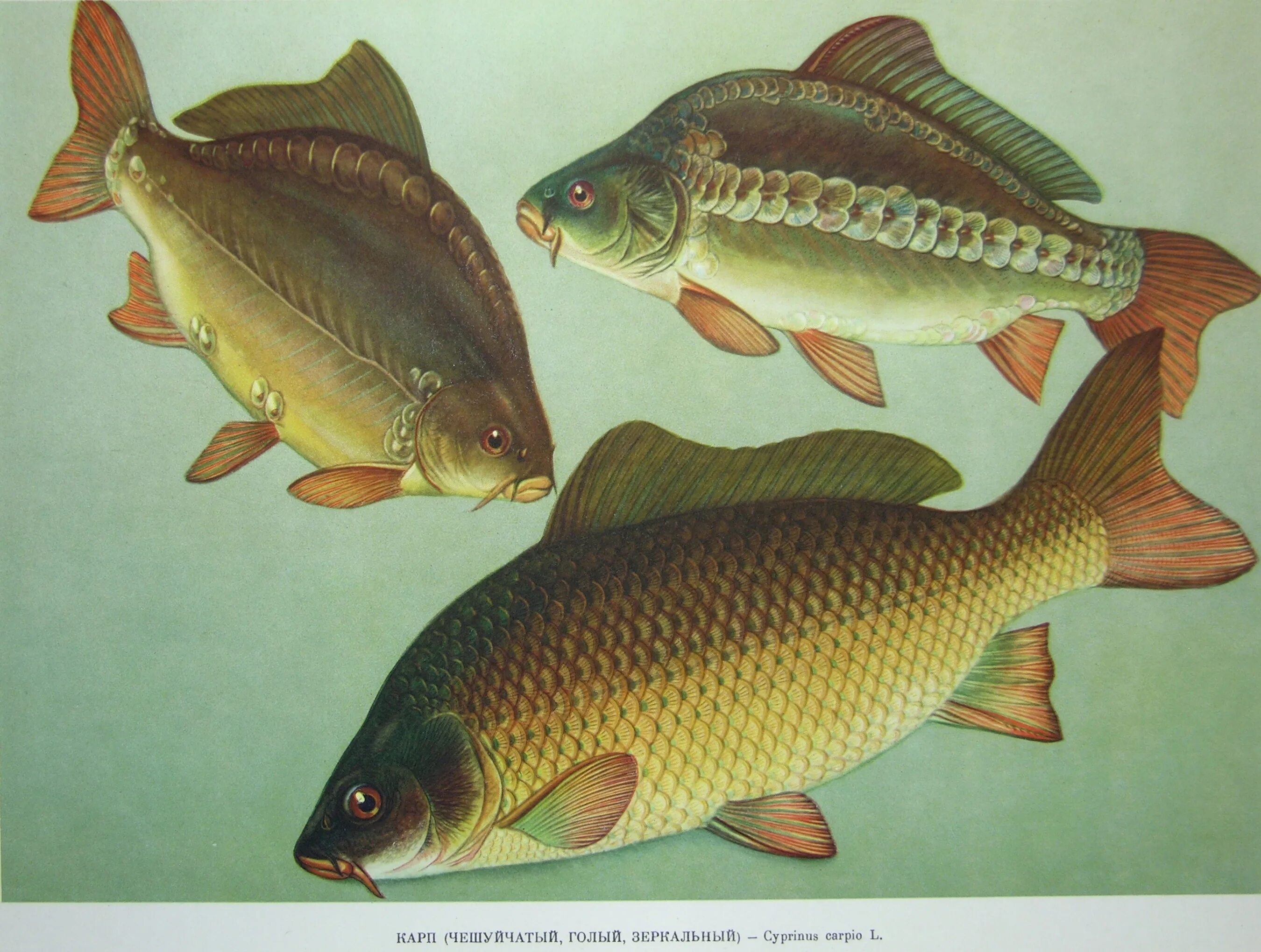 сом, сазан, усач, карп. какая карп. сазан. какая карп. мировой рекорд карп 135кг.