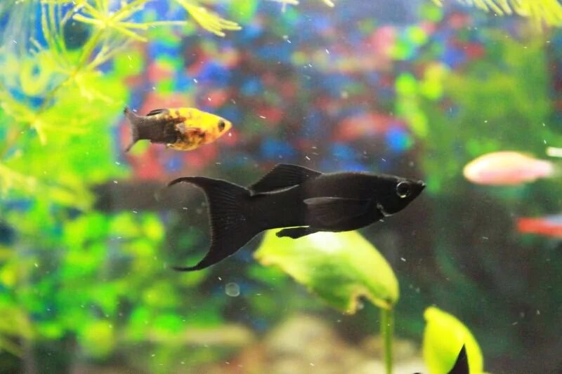 Моллинезия отличить самку. Моллинезия аквариумная рыбка. Моллинезия сфенопс черно-Золотая. Чёрная Молли (Моллинезия). Моллинезия лирохвостая.
