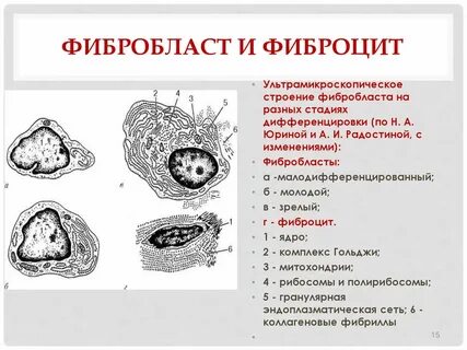 Фибробласты строение