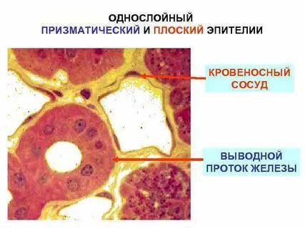 Сосуды имеющие 1 слой клеток