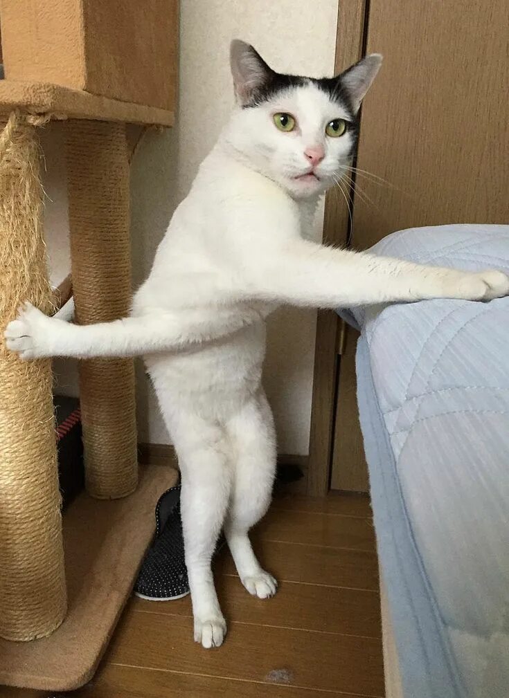 Ongniel/Nielong Kế hoạch theo đuổi Kang Daniel Funny animal pictures, Funny anim
