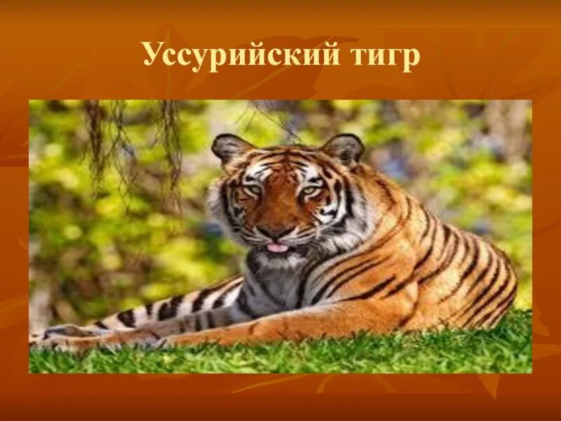 Уссурийский тигр красная книга. Уссурийский тигр презентация. Уссурийский тигр есть в красной книге. Тигр для презентации.