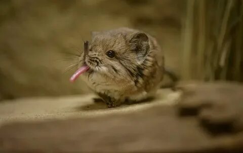 Tiny but