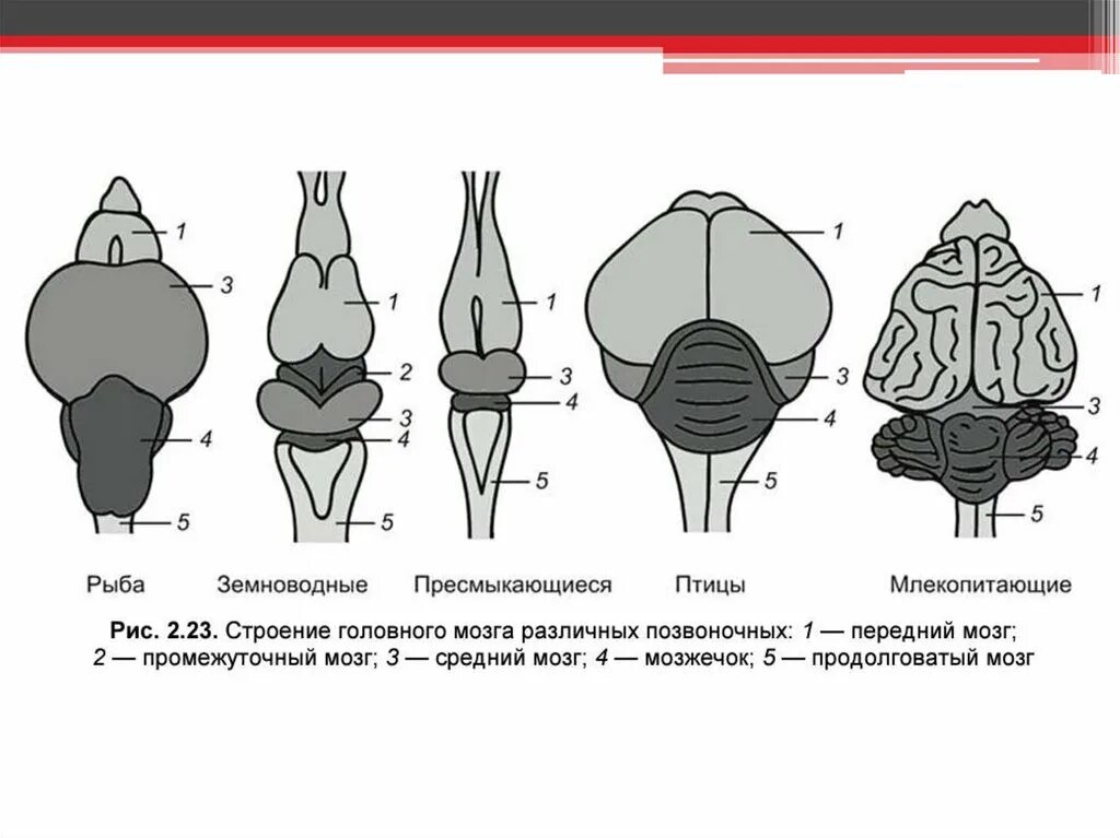 Мозжечок земноводных по сравнению с рыбами. Мозжечок земноводных по сравнению с рыбами