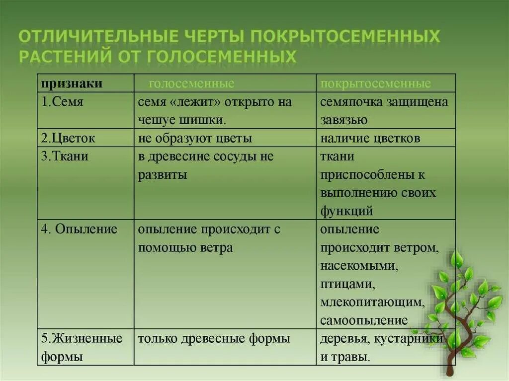 Покрытосеменные растения 5 класс биология таблица. Особенности строения покрытосеменных растений. Строение цветковых покрытосеменных растений. Цветковые растения особенности строения.