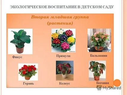 Цветы по фгос в старшей