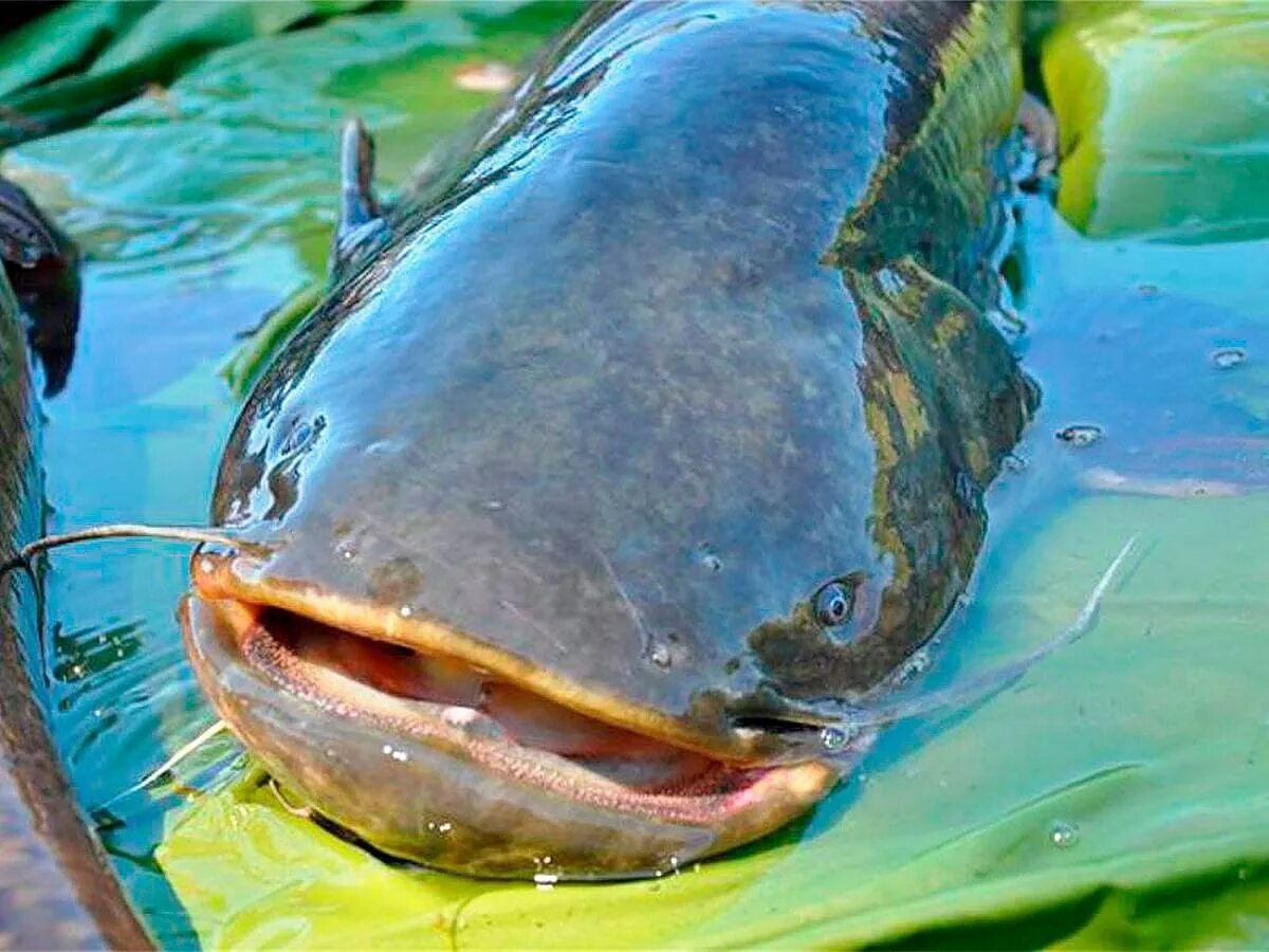 Канальный сомик ictalurus punctatus. Сом озерный. Сом озерный. Рыба сомик речной. Сом обыкновенный silurus glanis.