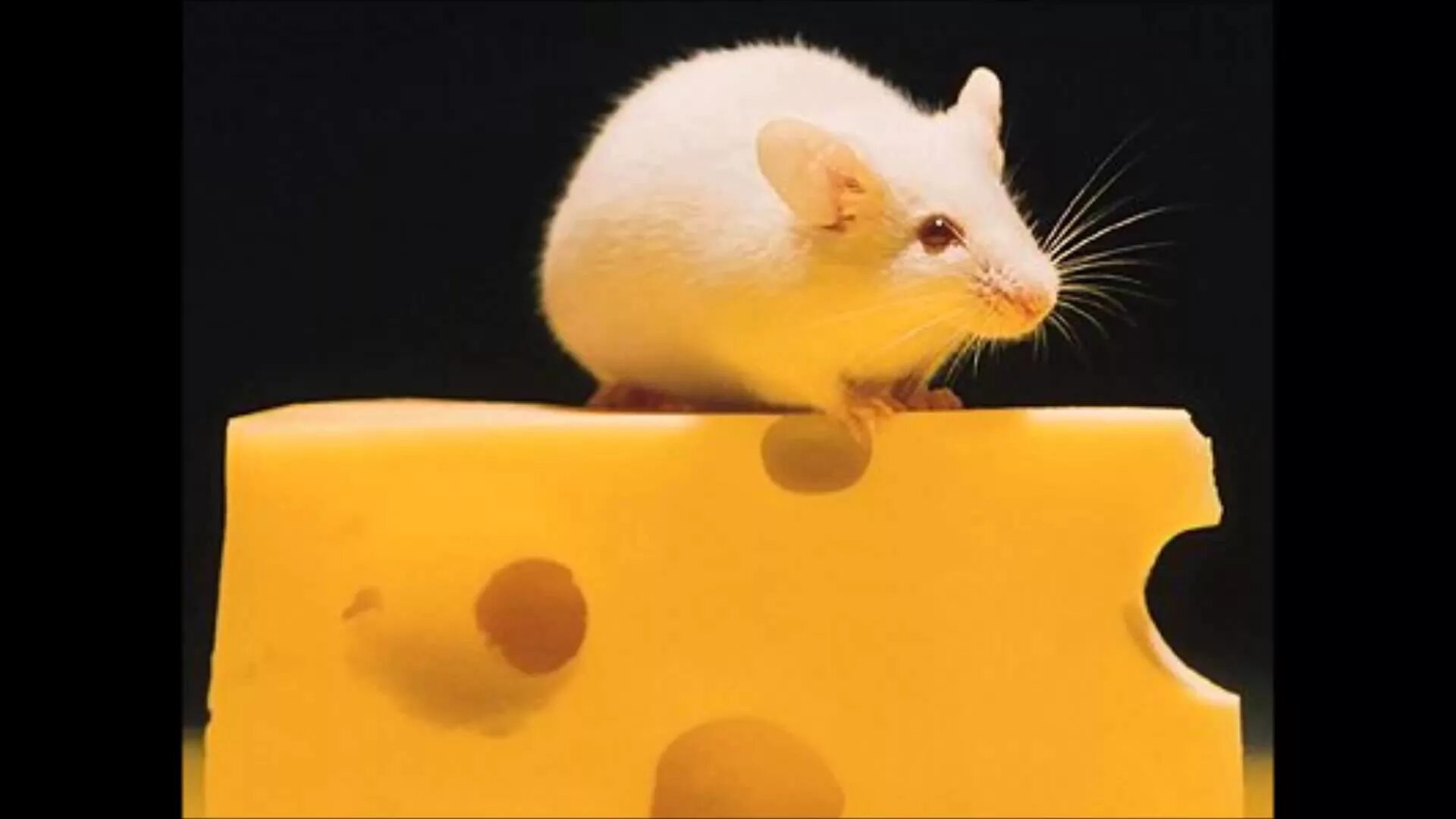 Мышка в сыре. Мышь с сыром. Кусочек сыра для мышки. Мышонок с сыром. Про мышей и сыр