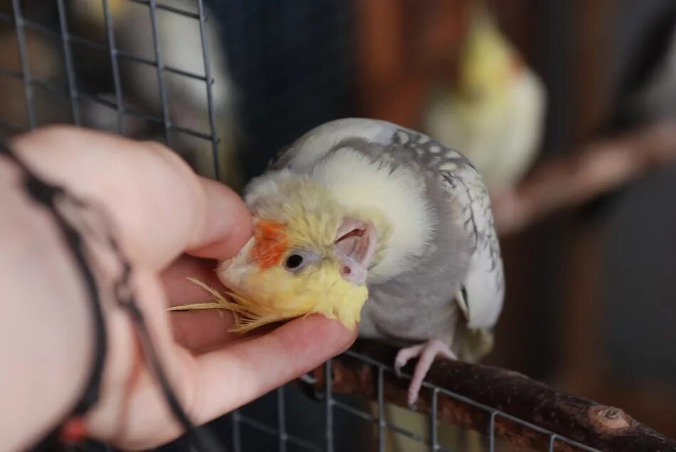 Условия содержания попугая корелла. Домашний попугай корелла. 2 попугай корелла. Условия содержания попугая корелла. Условия содержания попугая корелла.