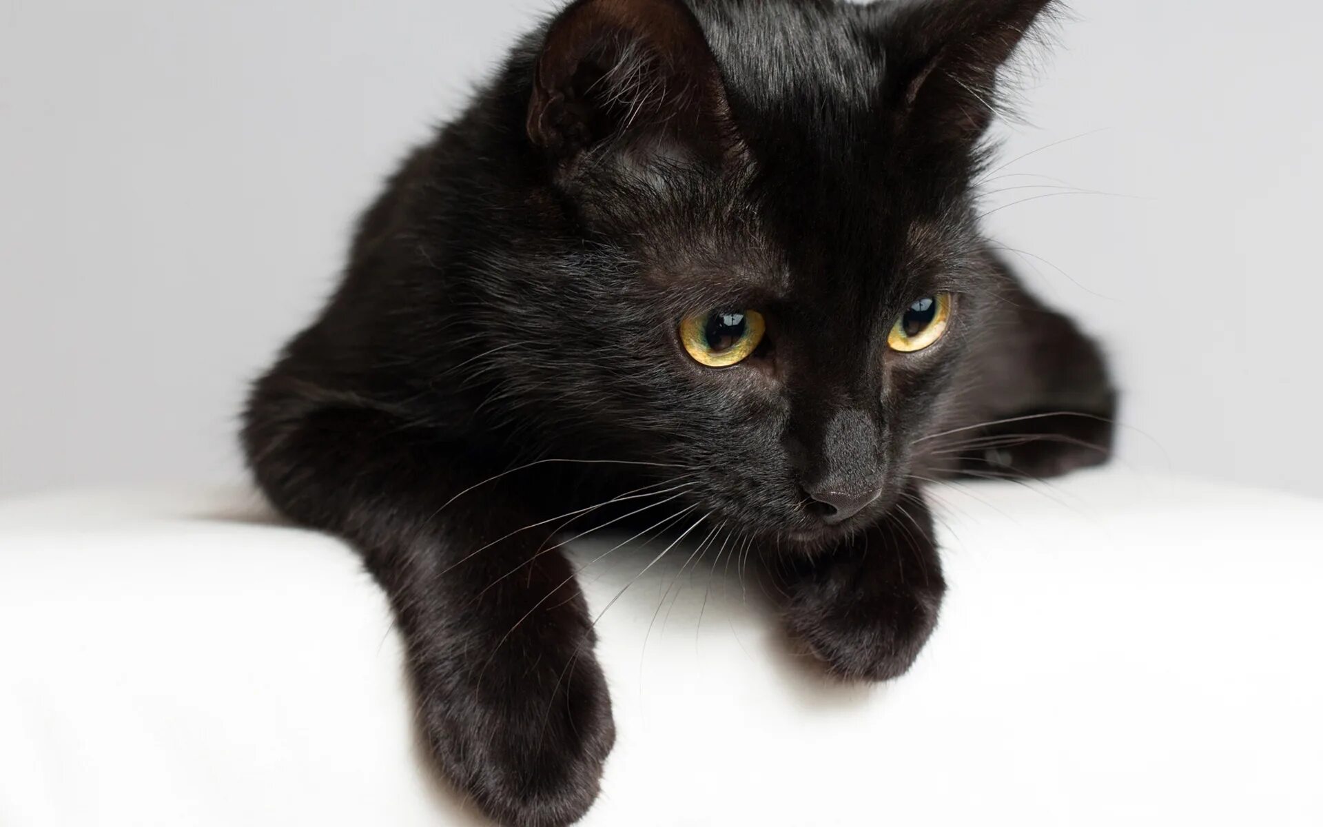 Бомбейская кошка длинношерстная. Бомбейская кошка длинношерстная черная. Европейская короткошерстная кошка черная. Европейская короткошерстная кошка черная дымчатая. Черные кошки 10