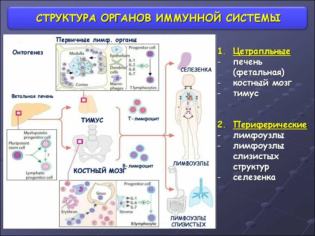 Основные клетки иммунной системы. Строение иммунной системы человека схема. Функция иммунной системы. Органы системы иммунитета человека.. Схема работы иммунной системы. Основные функции периферических органов иммунной системы.