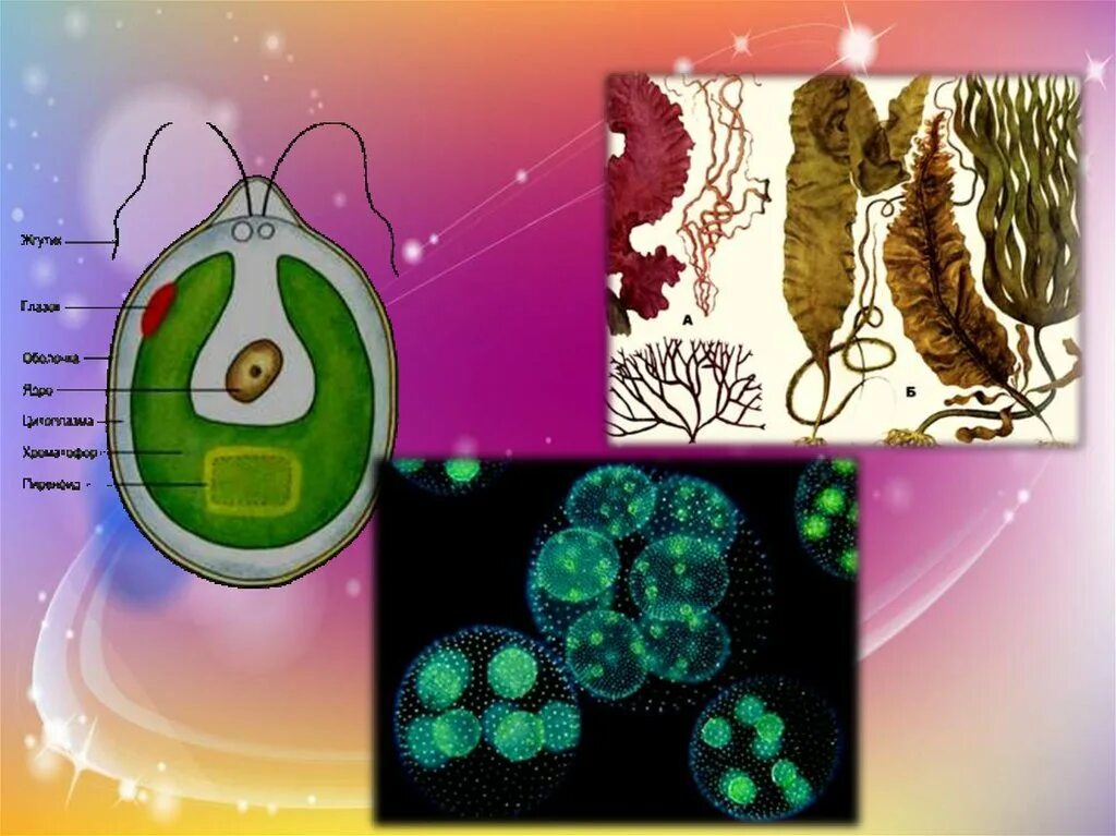 Одноклеточные водоросли произошли. Одноклеточные колониальные и многоклеточные водоросли. Водоросли одноклеточные колониальные. Одноклеточные и многоклеточные организмы водоросли. Зеленые водоросли одноклеточные колониальные многоклеточные.