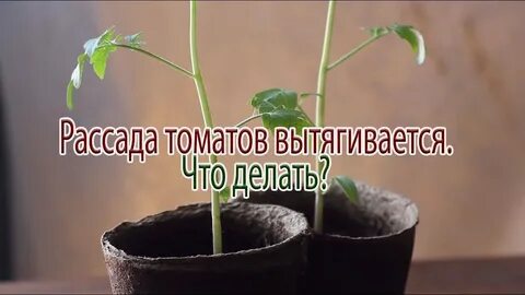 Тянется рассада помидоров что сделать