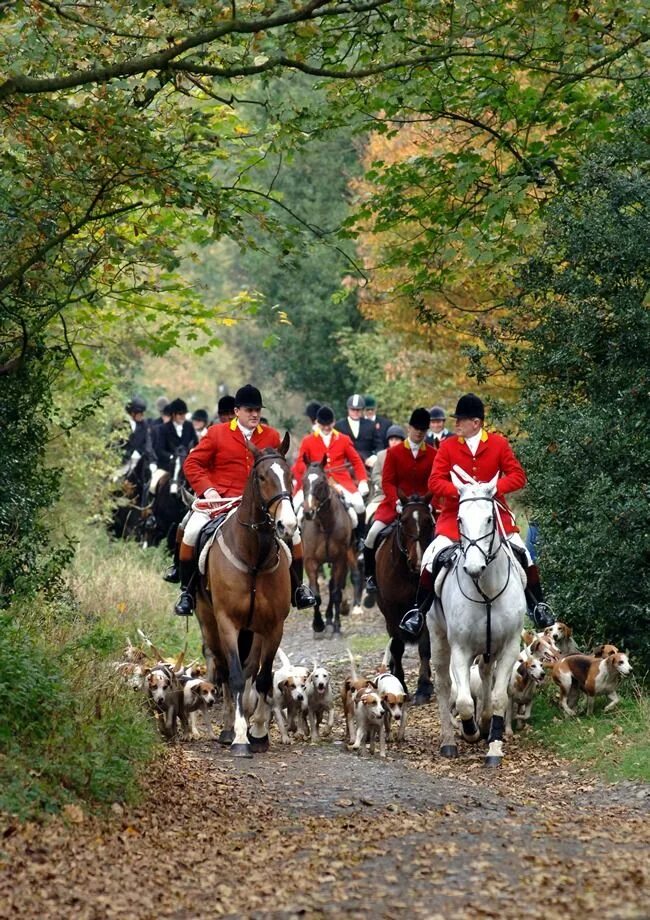 Fox hunting. Английская охота. Английская охота на Лис. Английская Лисья охота. Королевская охота на Лис в Англии.