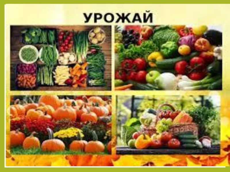 Осенние овощи. Огород урожай. Проект наш урожай. Проект урожая. Картинки урожайная неделя.