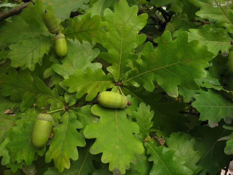 Дуб черешчатый (Quercus Robur). Дуб черешчатый (обыкновенный) - Quercus Robur. Дуб черешчатый (Quercus Robur l.). Дуб черешчатый, летний (Quercus Robur). Диаметр дуба черешчатого