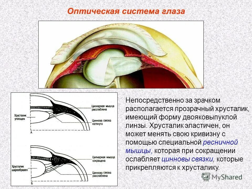 Ресничная мышца глаза функции. Хрусталик цинновы связки. Цинновы связки глаза. Хрусталик глаза и циннова связка. Ресничная мышца и циннова связка.