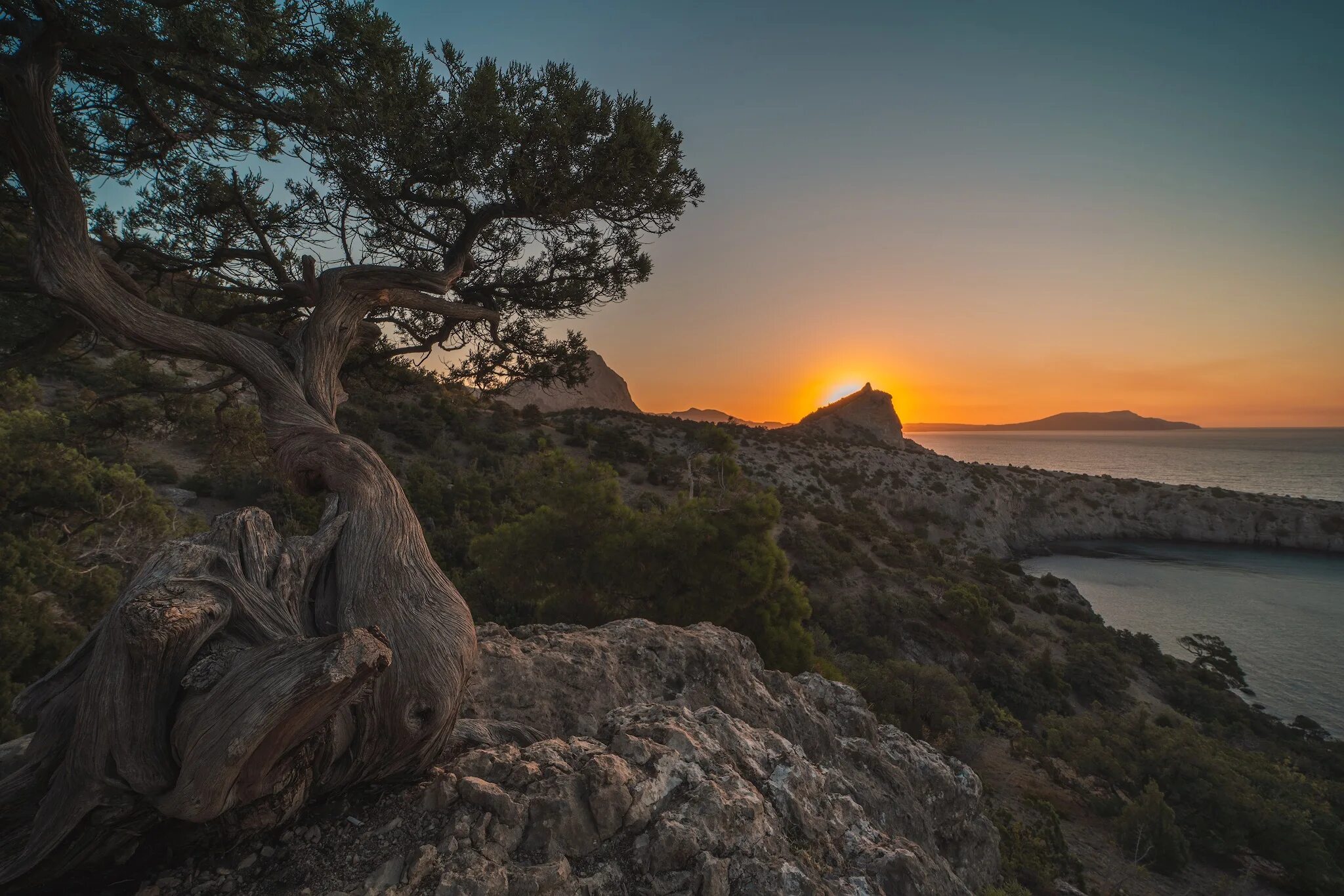 хвоя солнце. крым новый свет сосна. можжевеловая роща судак. новый свет сосна станкевича. еловый лес.