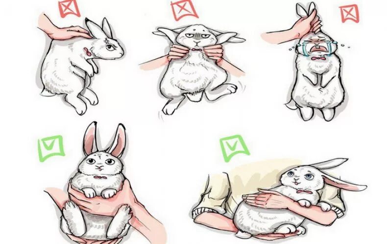 У зайца есть уши