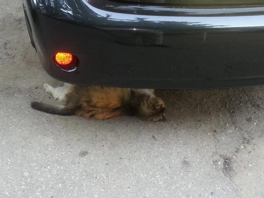 Сбитые кошки на дороге. Котенок под машиной.