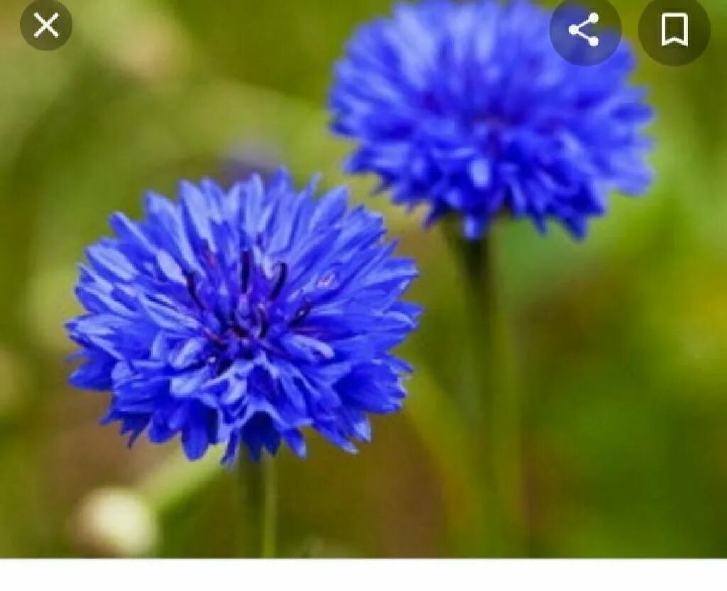 Название голубого цветка похож на Василек. Фото синих Васильков. Синий цветок в городе похож на Василек. Висилёк синий.