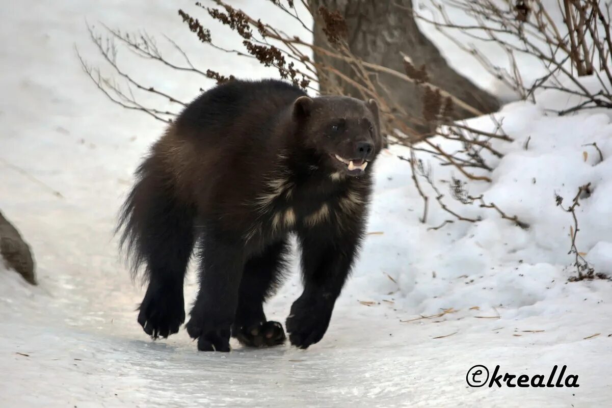 Росомаха в якутии. Росомаха животное размеры. Росомаха животное. Росомаха животное размеры. Росомаха куница.