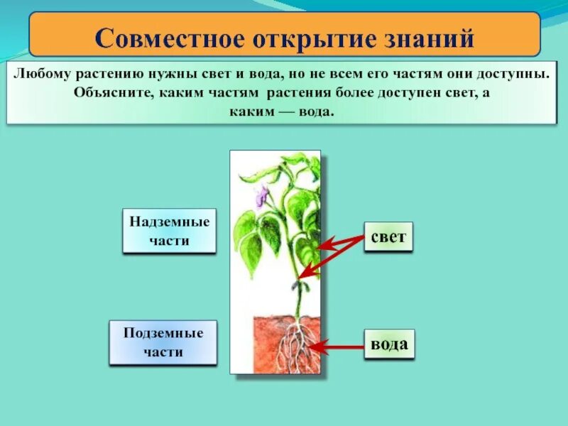 Какие части растения использует человек. Надземная часть растения. Подземная и надземная часть растений. Как заготавливают надземные части растений. Как понять надземная часть растения.