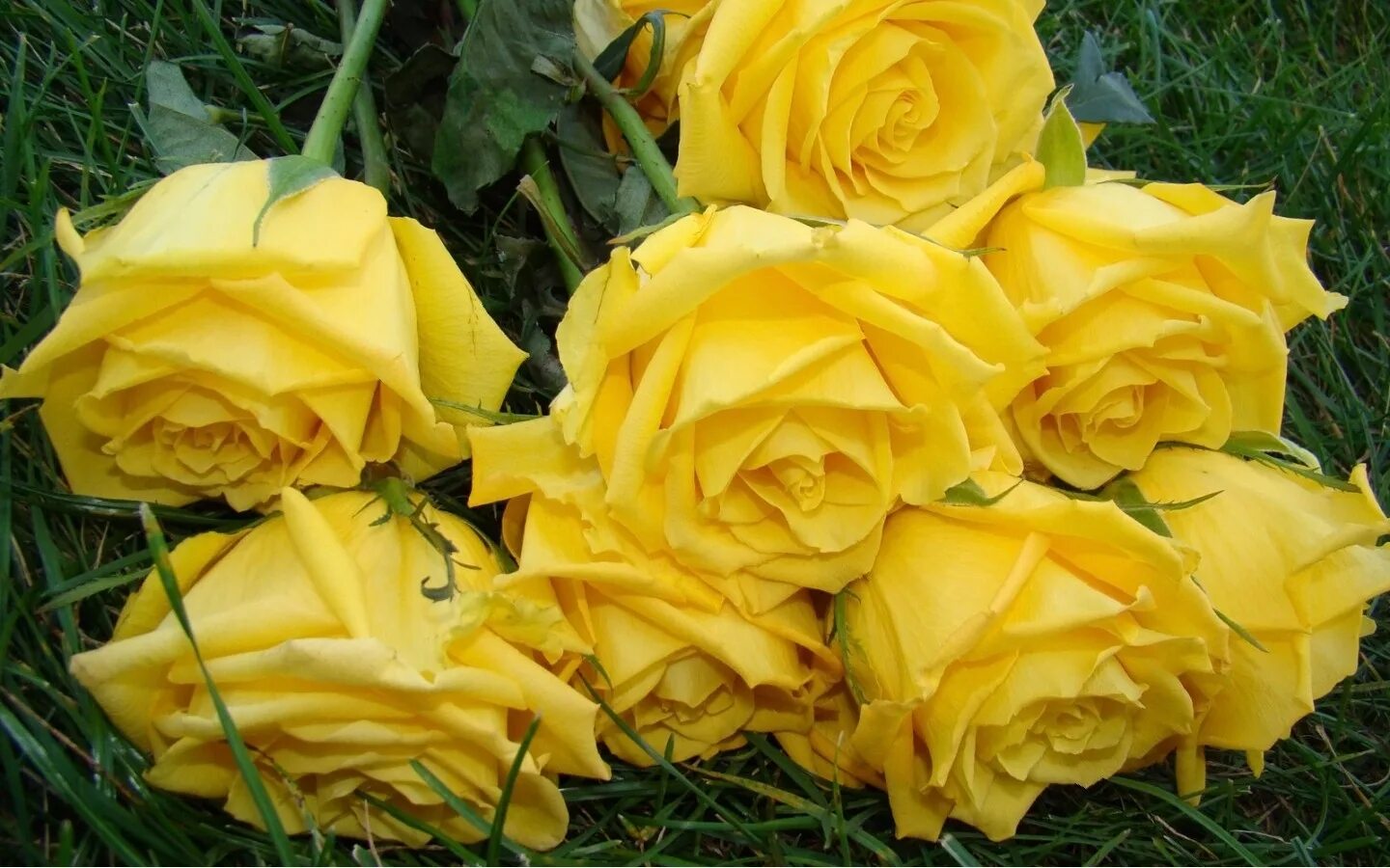 Ах эти белые желтые. Ах эти белые желтые. Желтые розы. Роза йеллоу магия. Цветы букеты шикарные.