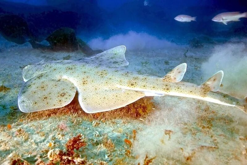 Скватина акула. Морские скаты акула. Морской ангел европейская скватина. Морская лисица акула. Squatina squatina.