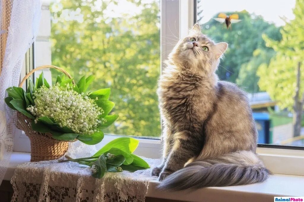 Коты на подоконнике. Кошка на окне. Подарить цветы в окно