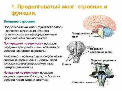 Что такое мост в головном мозге