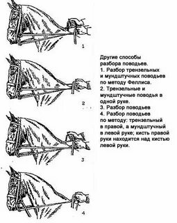 Управление лошадью