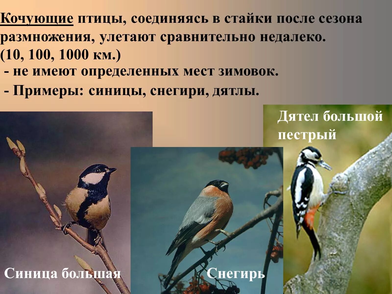 Кочующие птицы. Оседлые Кочующие и перелетные птицы. Сезонные явления в жизни кочующих птиц. Кочующие птицы примеры.