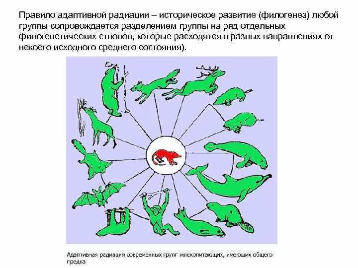 К общим правилам эволюции групп. Правило адаптивной радиации. Ажаптативнпя овдиация. Адаптивная радиация примеры. Адаптивная радиация млекопитающих.