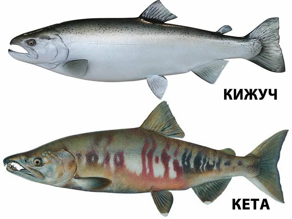 Как отличить рыбу. Кижуч Тихоокеанский лосось. Кижуч Дальневосточный. Рыба кижуч и кета. Кижуч (Oncorhynchus kisutch).