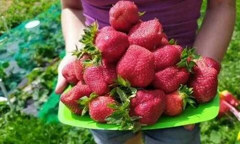 Клубника джоли описание сорта отзывы садоводов