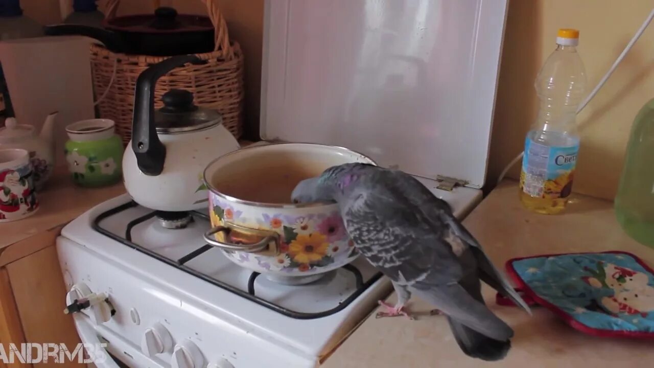 Разведение голубей. Наглый голубь. Рацион питания голубей. Гречка голубям. Голуби едят гречку.