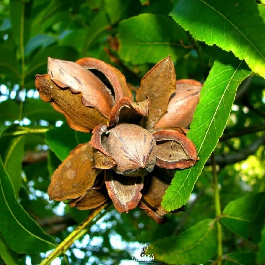 Сколько растет орех. Мексиканский орех пекан. Дерево орех пекан (Carya ILLINOINENSIS). Саженцы орех кария пекан. Орех пекан (Carya ILLINOINENSIS) - плантация.