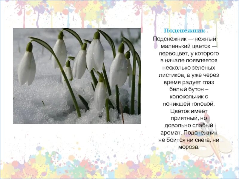 Песня про подснежники детская. Подснежник для детей. Описание подснежника. Подснежник слайд. Рассказ о подснежнике.