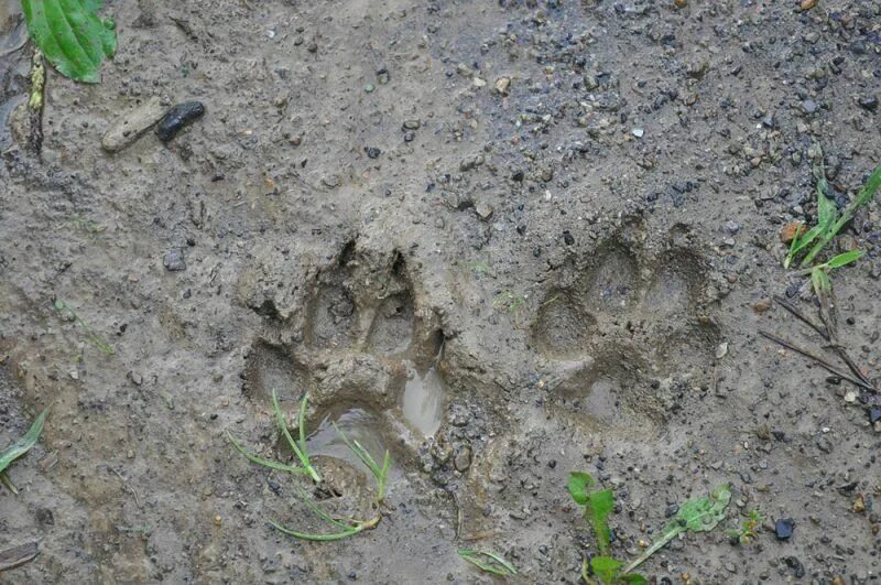 Animal Track Identification Guide - WildlifeRemoval.com in 2025 Animal tracks, A