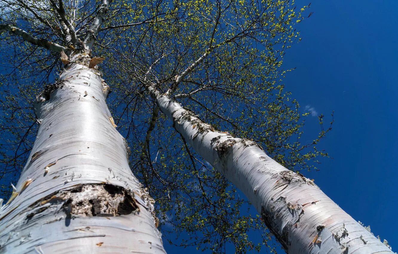 Раненая береза. Береза Жакмона (Betula jacquemontii). Берёза лжеэрмана. Береза дерево. Береща.