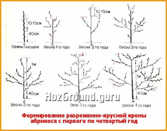 Схема формирования разреженно-ярусной кроны яблони. Формирование яблони разреженно ярусная крона. Формировка яблони разреженно ярусная. Разреженно ярусная формировка абрикоса. Обрезка абрикоса весной как обрезать дерево правильно