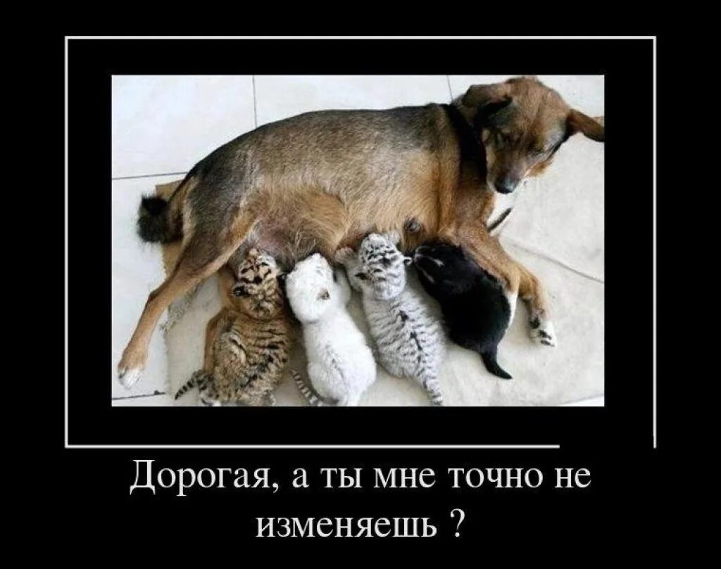 Собака женского пола. Изменил жене с животными. Женщина изменяет. Измена мужу с собакой. Любовь собаки к человеку.